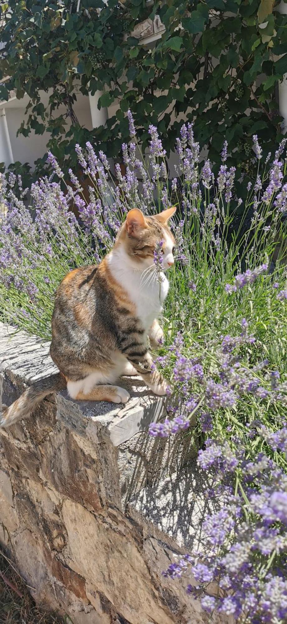 Casa Lavanda 2 - Karin Gornji Gornji Karin Dış mekan fotoğraf